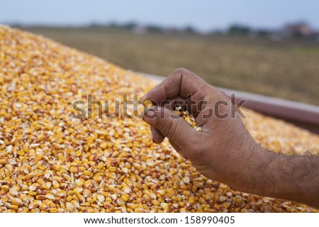 Farmer showing corn maize seed sample