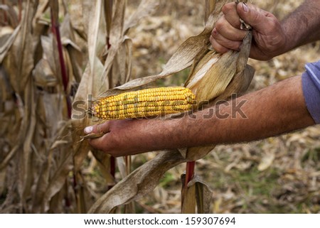 Hands showing beautiful corn maize ear at harvest time