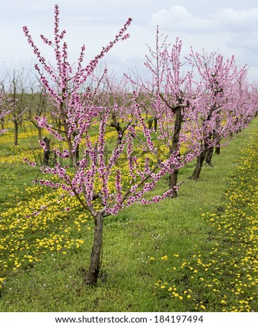 Blooming peach orchard with dandelions