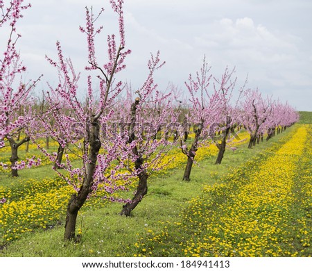 Peach orchard Images - Search Images on Everypixel