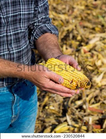 Farmer inspecting corn maize cobs during harvesting season at field