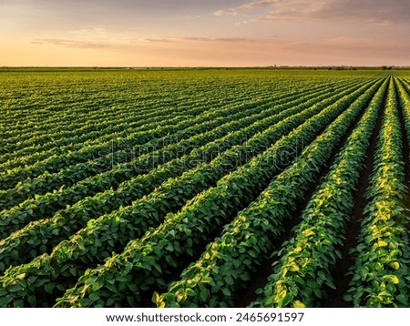 Similar – Image, Stock Photo sunset over agricultural fields near Bergheim