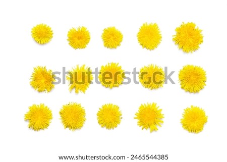 Similar – Image, Stock Photo beautiful dandelion flower in spring season