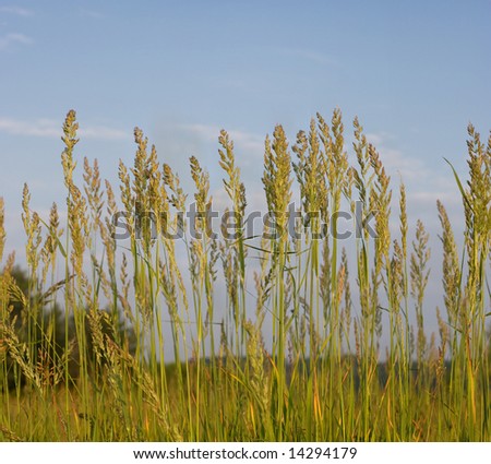 High grass on meadow in Chernigiv district of Ukraine at summer's sunrises light