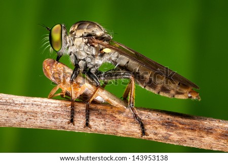 I was lucky at the first glance, I see this robber fly catch a fly when I go out for macro shot.