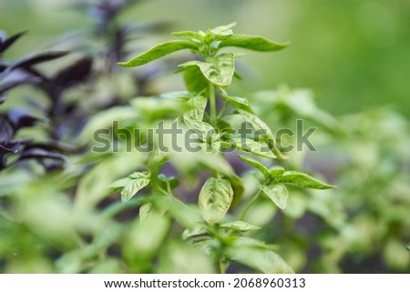 Similar – Image, Stock Photo photo of basil growing in a pot near a window