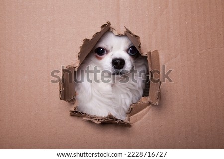 Similar – Image, Stock Photo Cute dogs looking through window