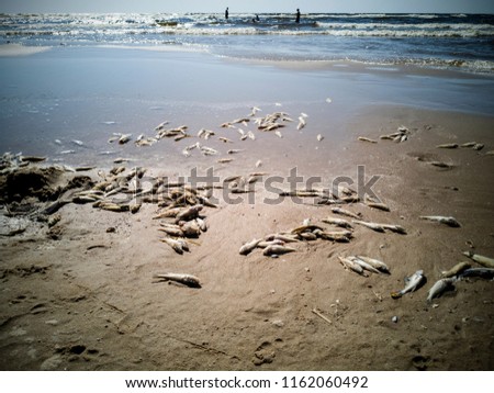 Similar – Foto Bild Eine tote, angeschwemmte  blaue Qualle und die Füße ihres Betrachters aus der Vogelperspektive auf nassem Sand