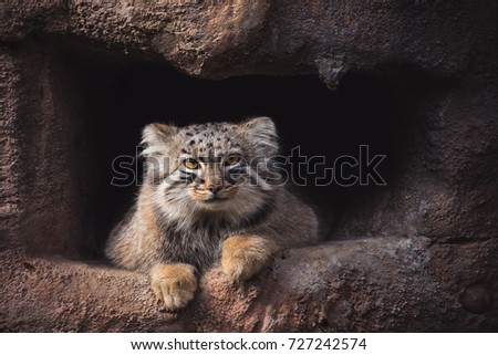 Similar – Image, Stock Photo loner Love of animals