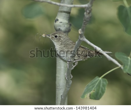 Bird parent perching on branch with long-legged spider in beak