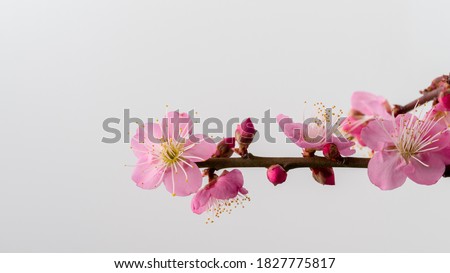 Similar – Image, Stock Photo Flowers of plum tree, also known as Prunus cerasifera Pissardii, in early spring