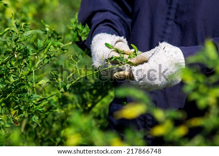 Bird\'s Eye Chili Pepper Harvesting by Two Hands