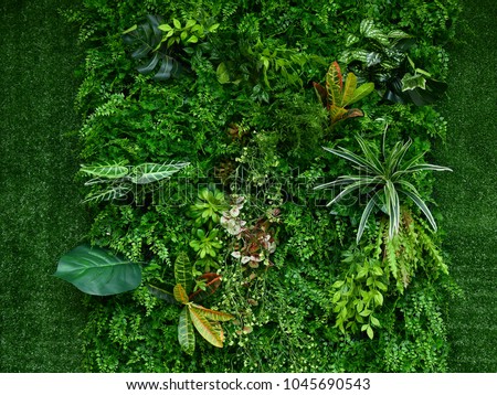 Similar – Image, Stock Photo Fern on the wall of a Scottish abbey.