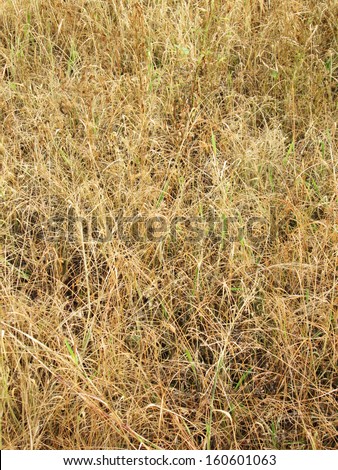 Last year dry yellow grass background texture