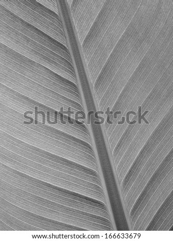 Extreme close-up of fresh grey leaf as background