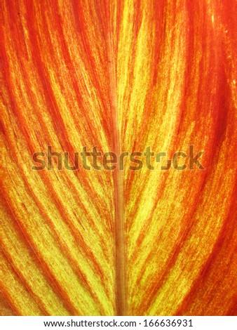 The veins of a red banana leaf