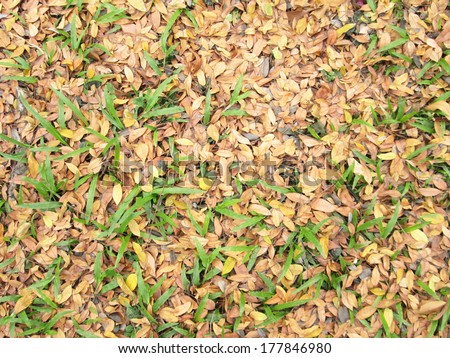 Green grass and dry leaves on ground surface texture background