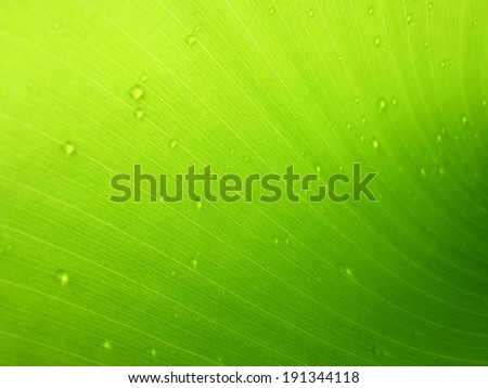 close-up banana leaf after the rain.banana leaf with water drop