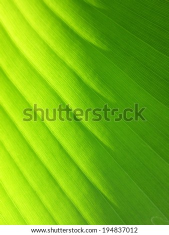 Abstract banana leaves with line