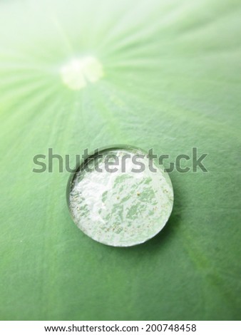 macro water drop on lotus leaf