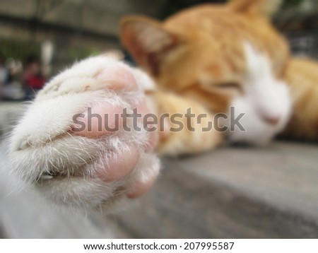 Paws cat close-up