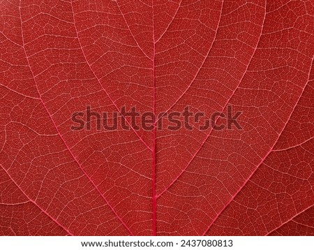 Image, Stock Photo Autumn/red Nature Plant