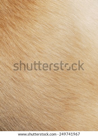 Dog fur textures
