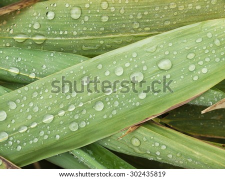 water drop on bamboo leaf