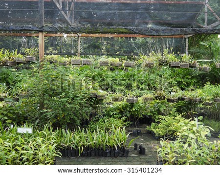Nursery plant thai