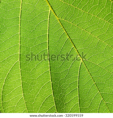 leaf texture ( Bastard Teak, Bengal Kino, Kino Tree, Flame of the Forest )