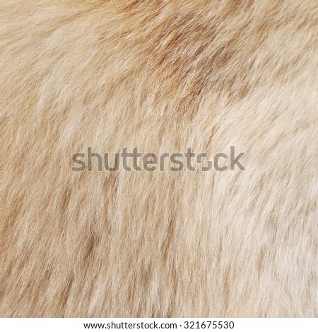 Macro Dog Hair texture