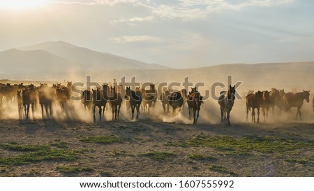 Similar – Image, Stock Photo Horses in the mountains in Iceland