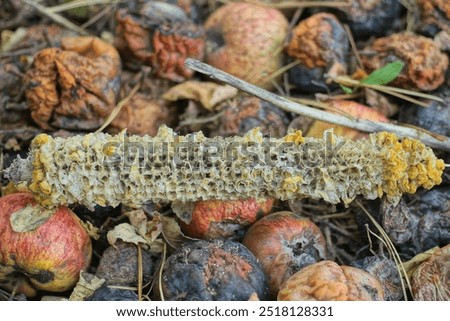 Similar – Image, Stock Photo Ripe corn cob lies on the brown earth, one sees withering leaves and stems of the corn plant