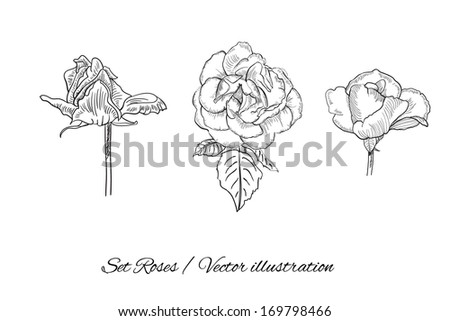 Vector flower roses set. Collection of detailed hand drawn roses flower on an isolated background. Vector illustration EPS10.