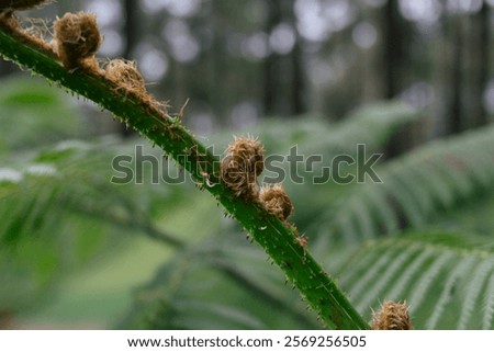 Similar – Image, Stock Photo Macro image: Fine hairs and seeds of a plant