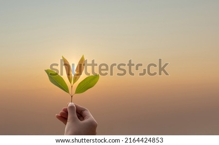 Similar – Image, Stock Photo Hand holding an autumn leaf