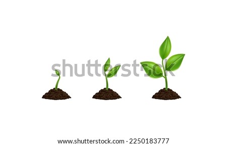 Plant growing phases 3D vector illustration. Isolated planting tree infographic. Green leaf, nature, or agriculture icons. Realistic sprout, growth symbol