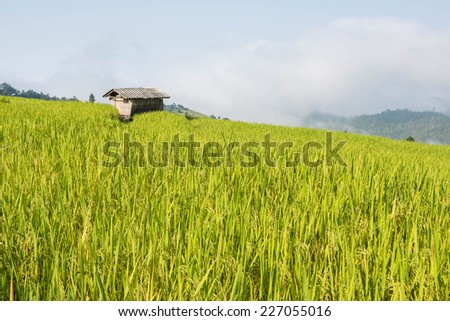 beatiful rice field in the rural valley