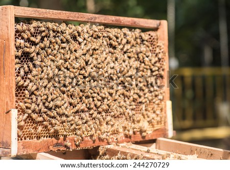 bee farm in a box