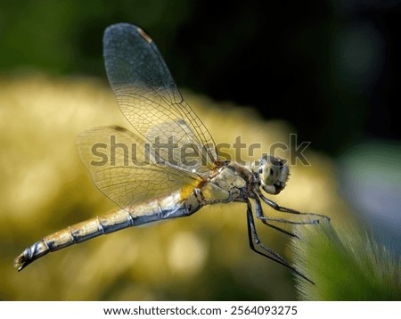 Similar – Image, Stock Photo Grasses macro shot black white