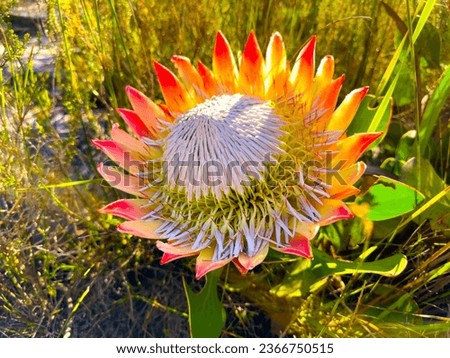 Image, Stock Photo Protea or King Protea (Protea cynaroides)