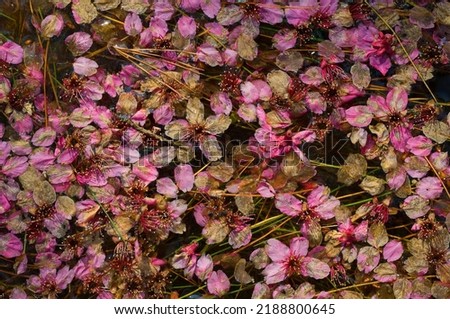 Texture of cherry blossom petals falling in the pool 商業照片 © 