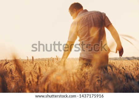 Image, Stock Photo Rye field background during summer sunset back light with details on kernels, Austria