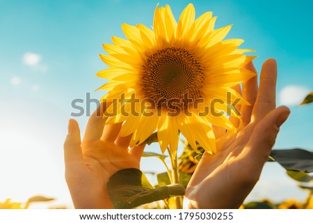 Picture of yellow sunflower with blue sky background. Female hands touching flower. Amazing beautiful picture. Sun shines bright. Sunny day. Harvest time