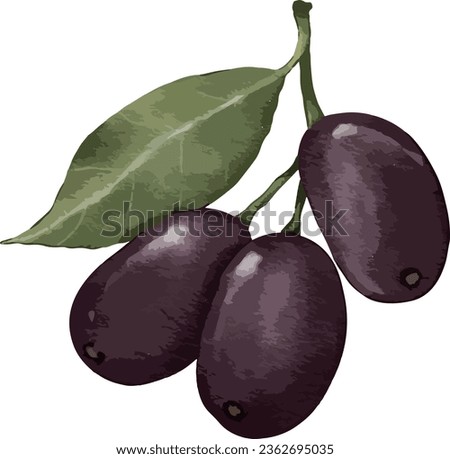 jamun fruit fruit watercolor illustration isolated element