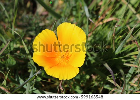Similar – Image, Stock Photo Poppies yellow