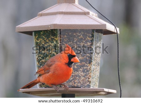 Male Red Northern Cardinal At The Bird Feeder Stock Photo 49310692 ...