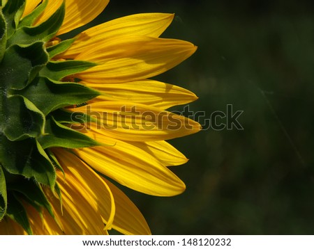 half back sunflower