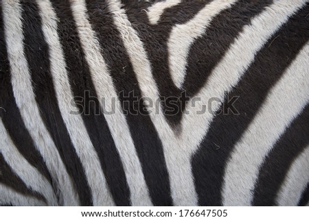 Real zebra background texture