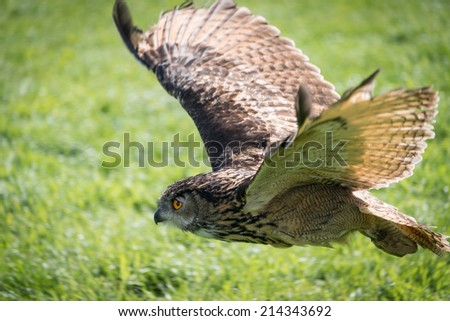 European Eagle Owl, bubo bubo, close up.